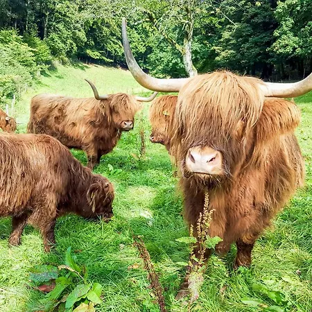 Braun Шмалленберг